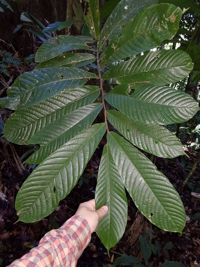 Unonopsis storkii leaf