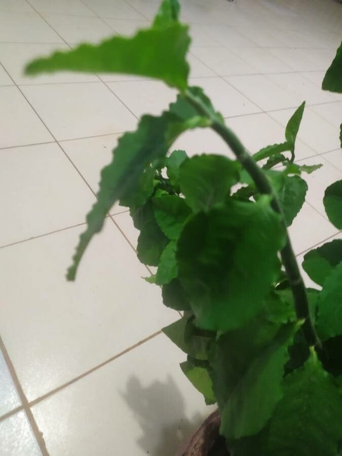 Gynura procumbens bark