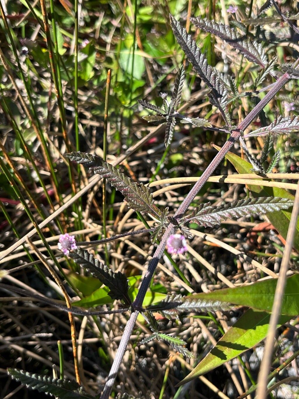 Lippia stoechadifolia habit