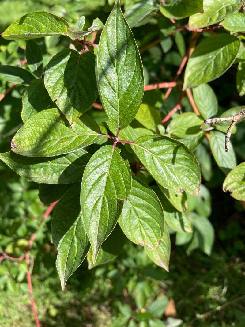 Cornus asperifolia