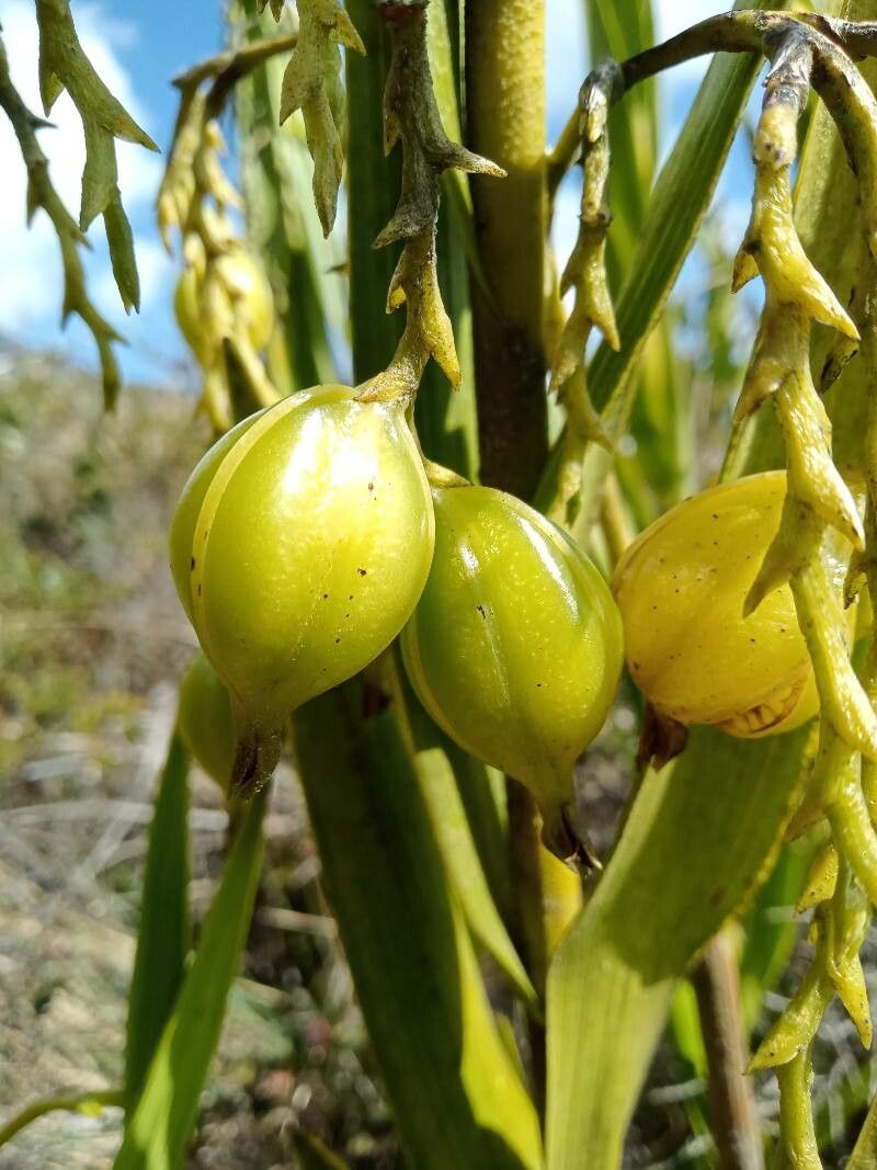 Epidendrum bogotense fruit