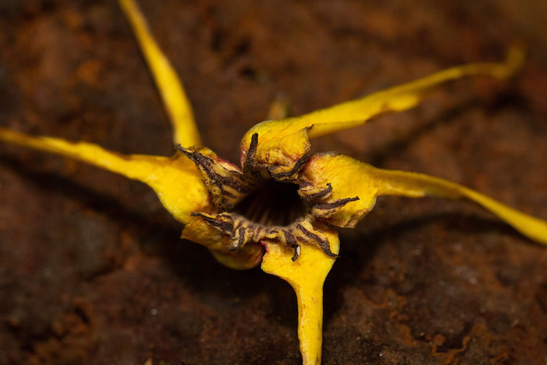 Strophanthus bequaertii flower