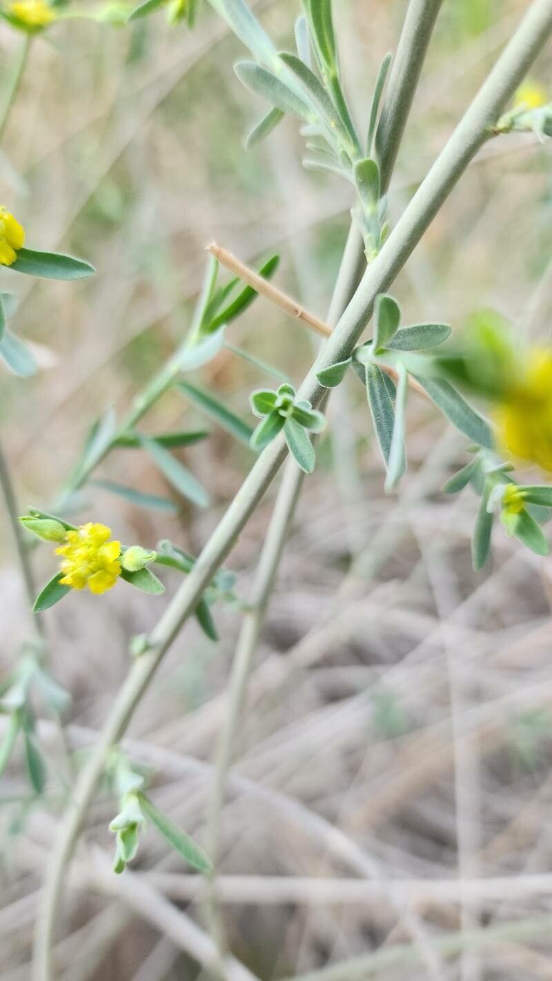 Euphorbia osyridea bark