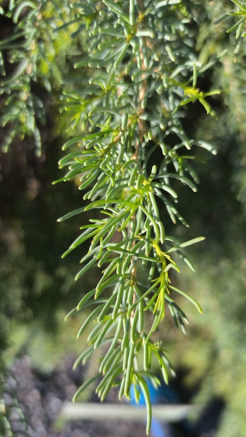 Salsola webbii — houseplant care guide