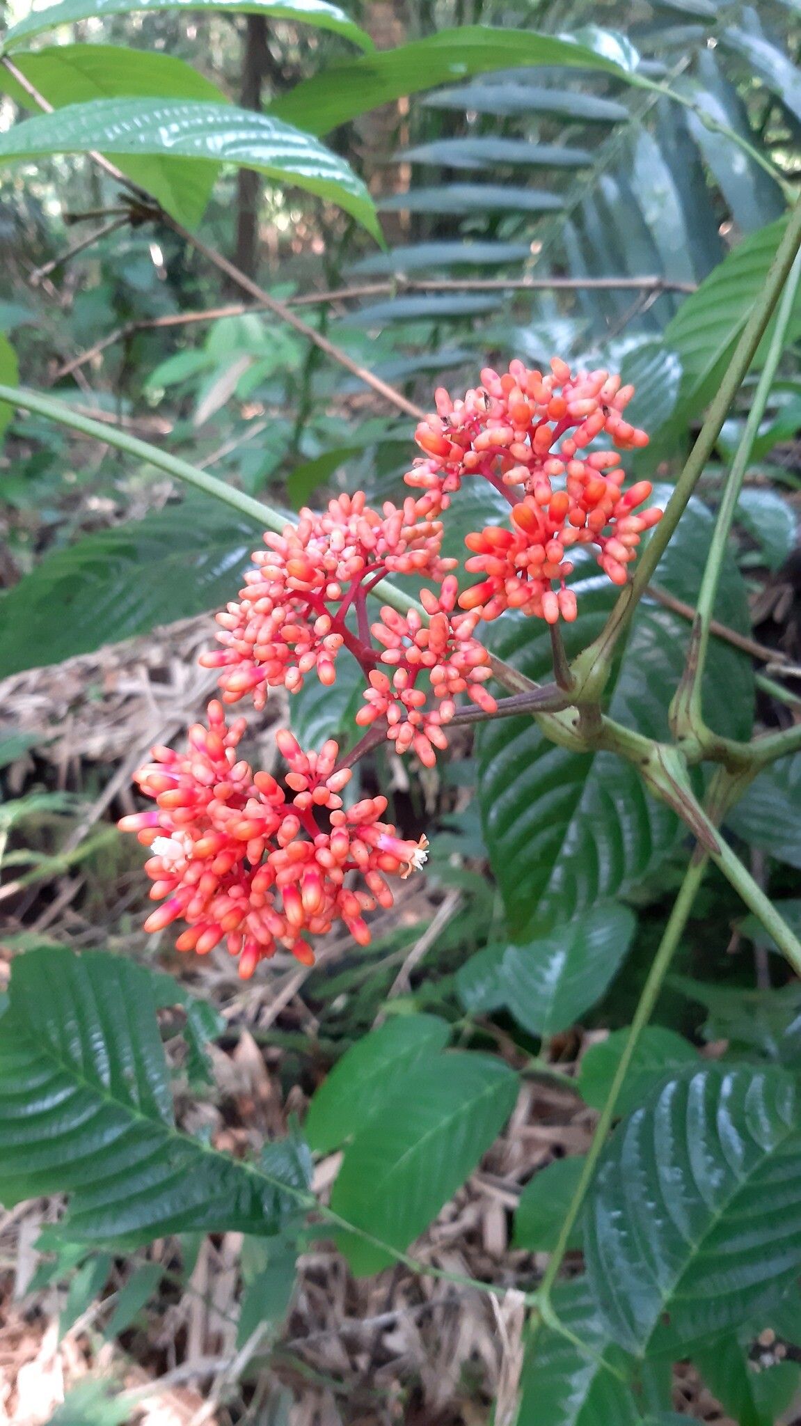 Leea tinctoria flower