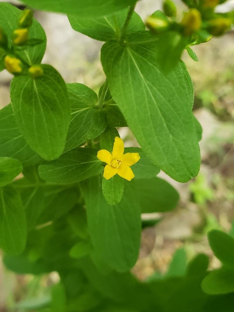 Hypericum mutilum flower