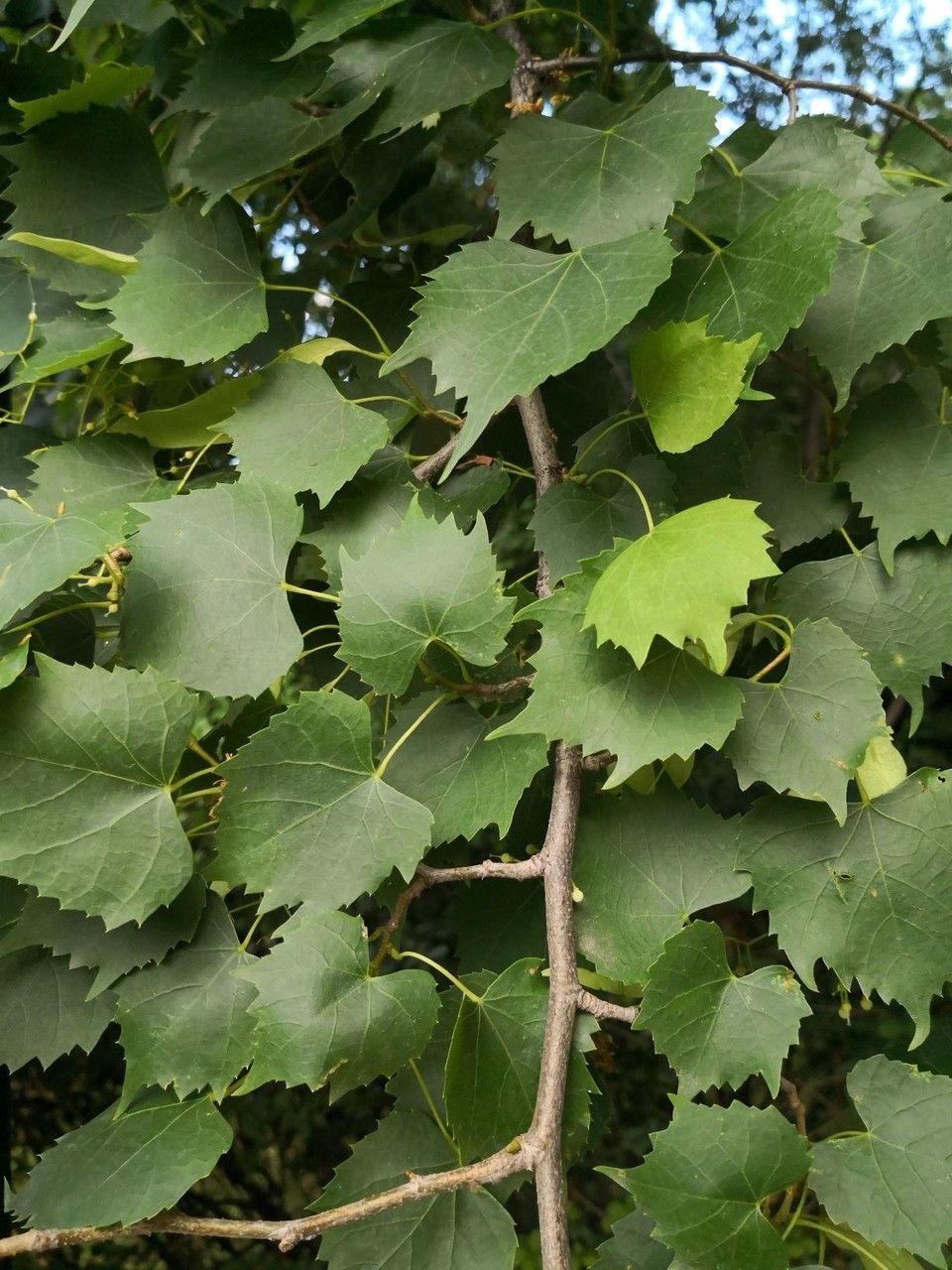 Tilia mongolica leaf