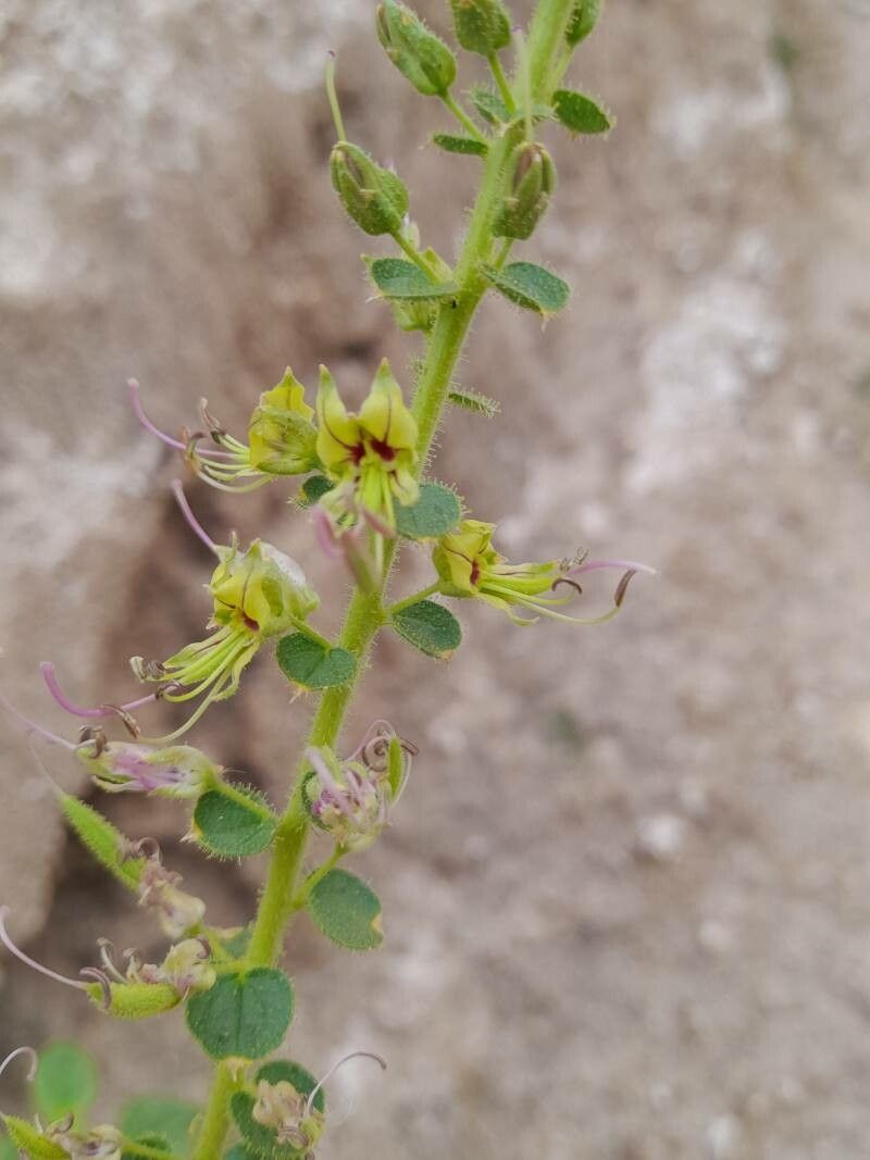 Cleome quinquenervia flower