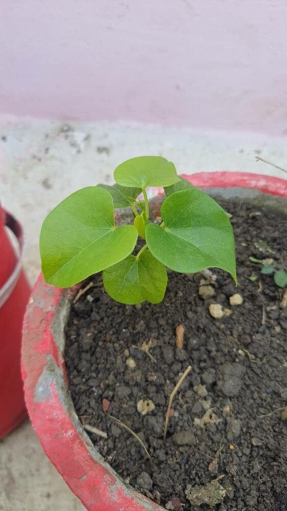 Tinospora cordifolia — related species from the same genus