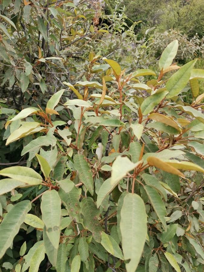 Croton gratissimus leaf