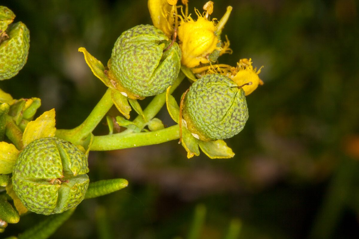 Ruta chalepensis fruit