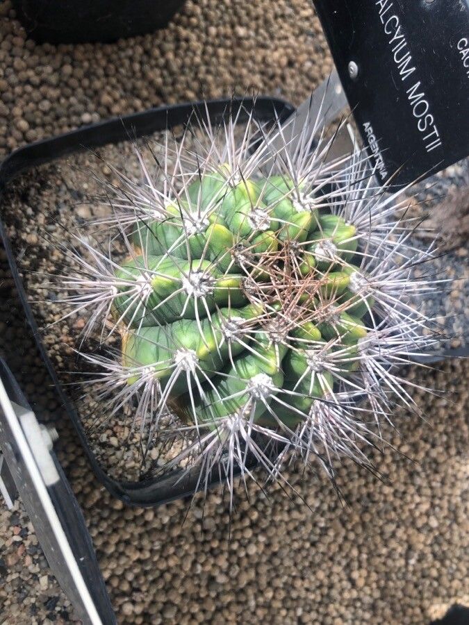 Gymnocalycium Mostii leaf