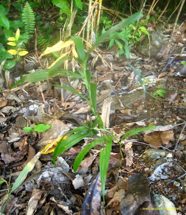 Tropidia viridifusca habit