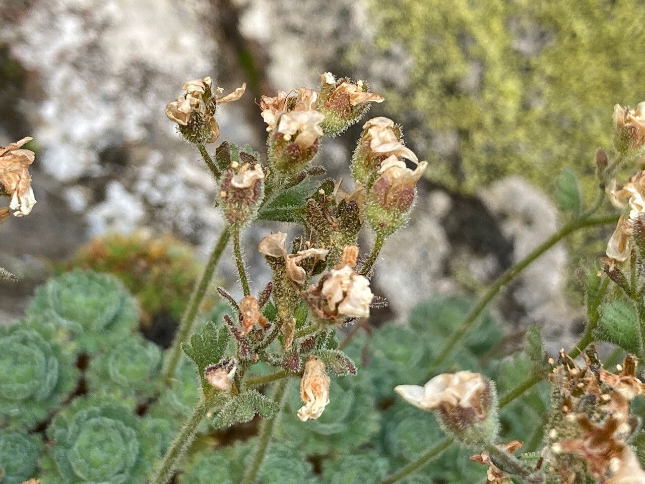 Saxifraga iratiana flower