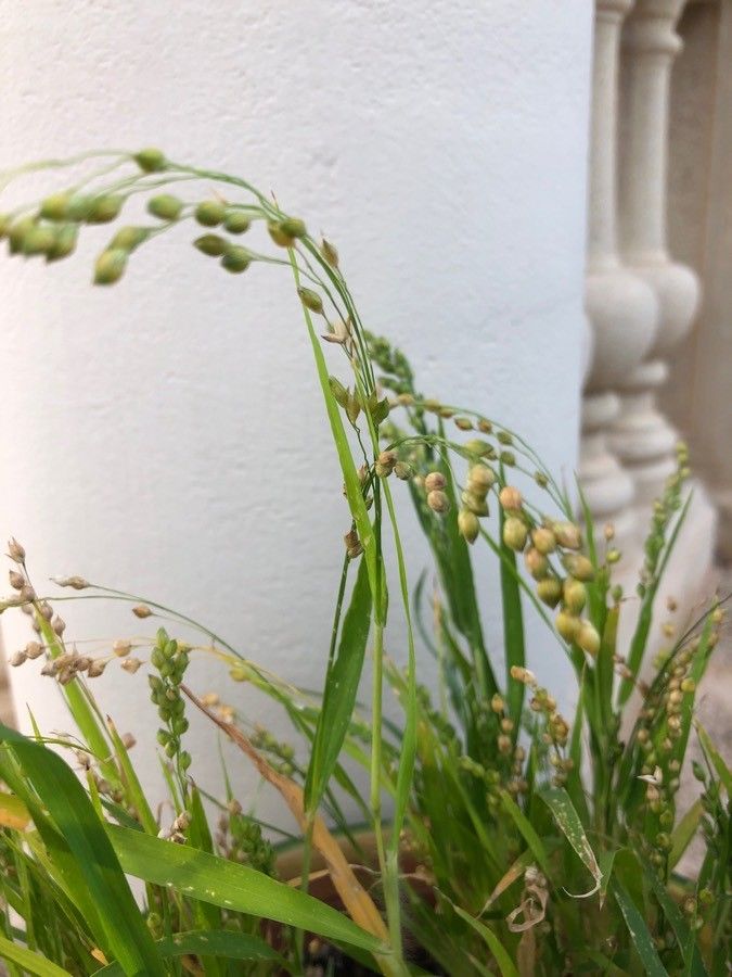 Glyceria canadensis fruit