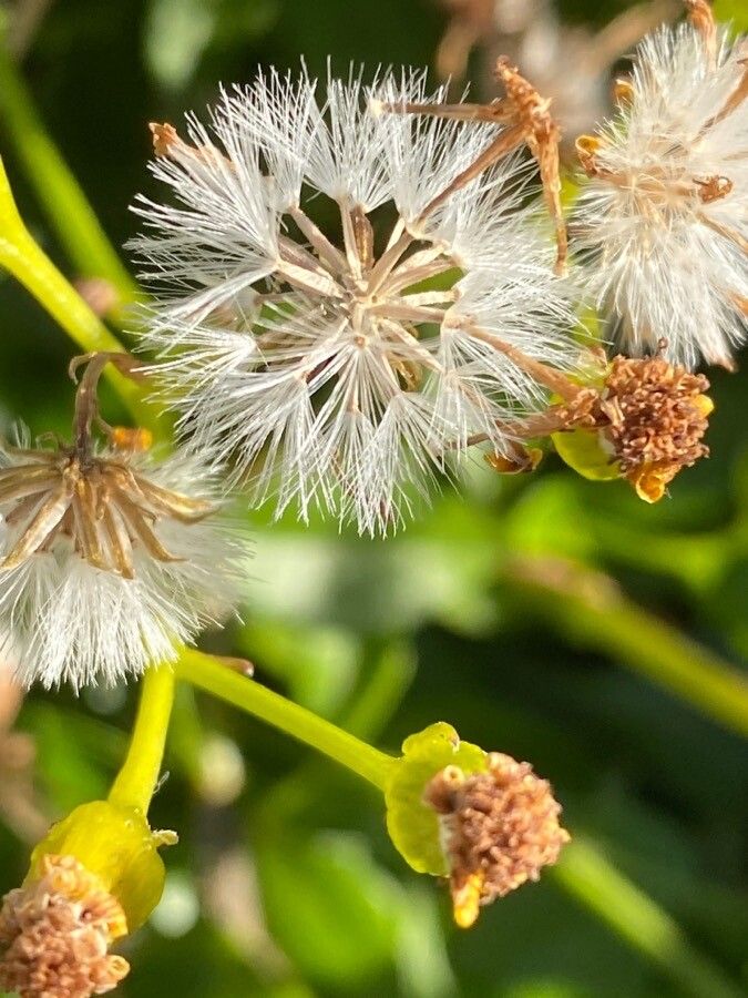 Senecio angulatus fruit