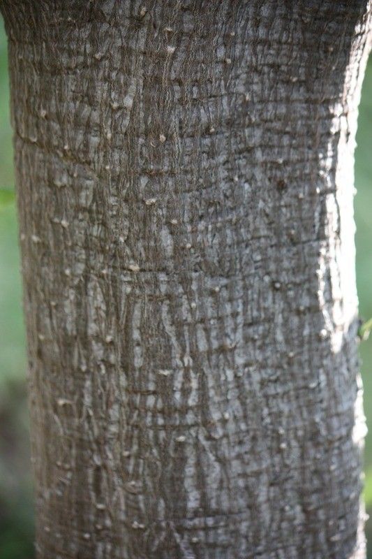 Obetia ficifolia bark
