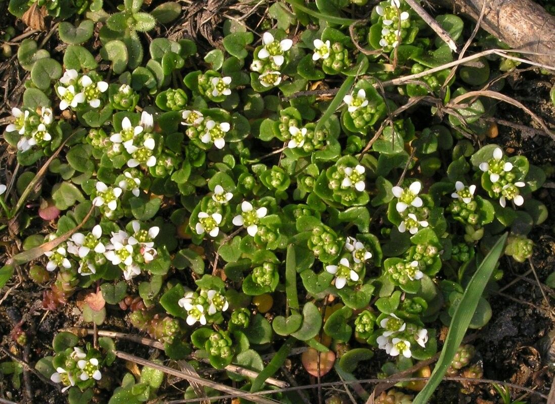 Cochlearia danica flower
