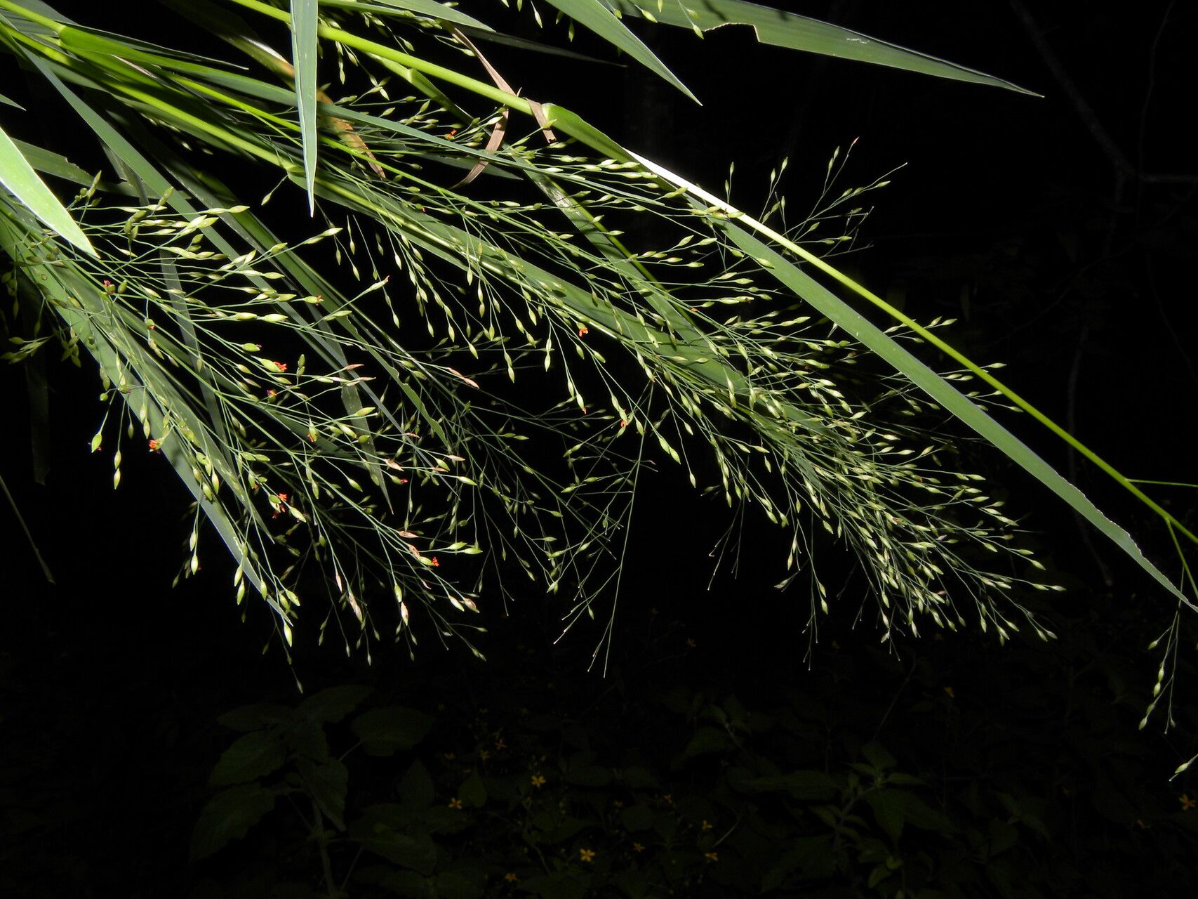 Panicum aquaticum flower