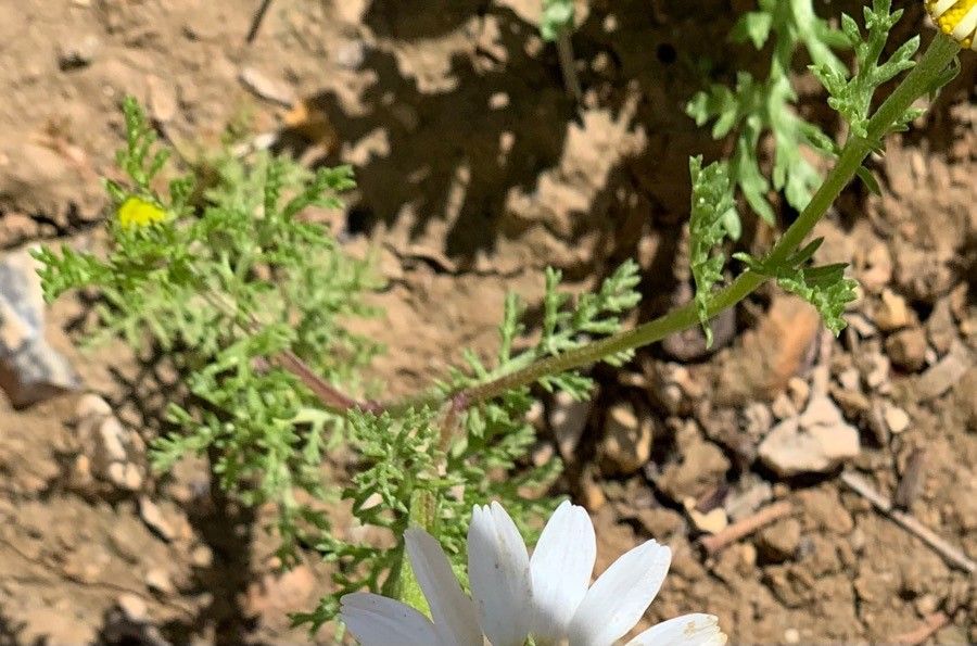 Anthemis pseudocotula — search result for 'Anthemis'