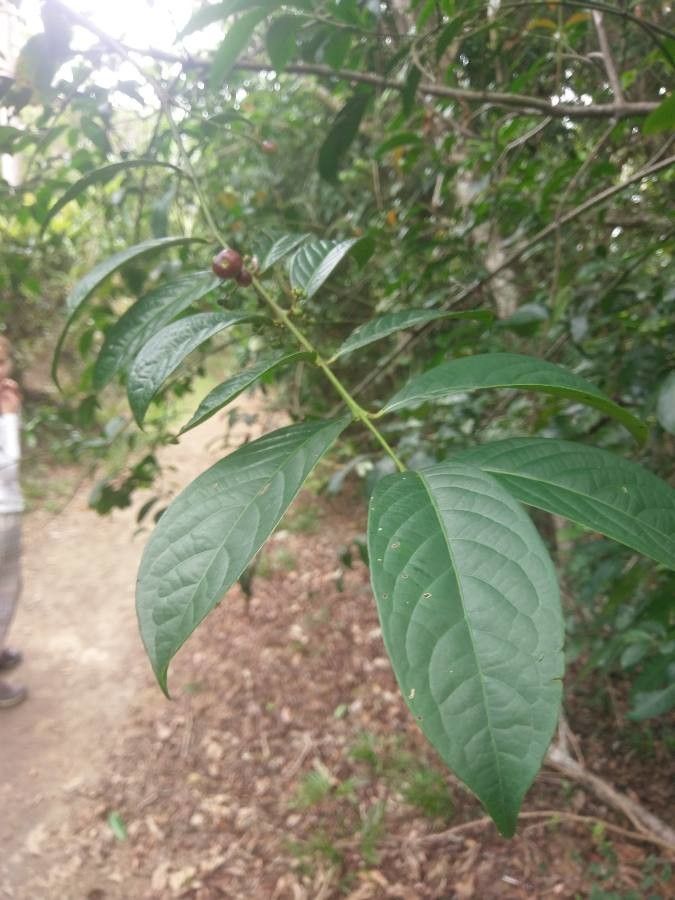 Siparuna guianensis leaf