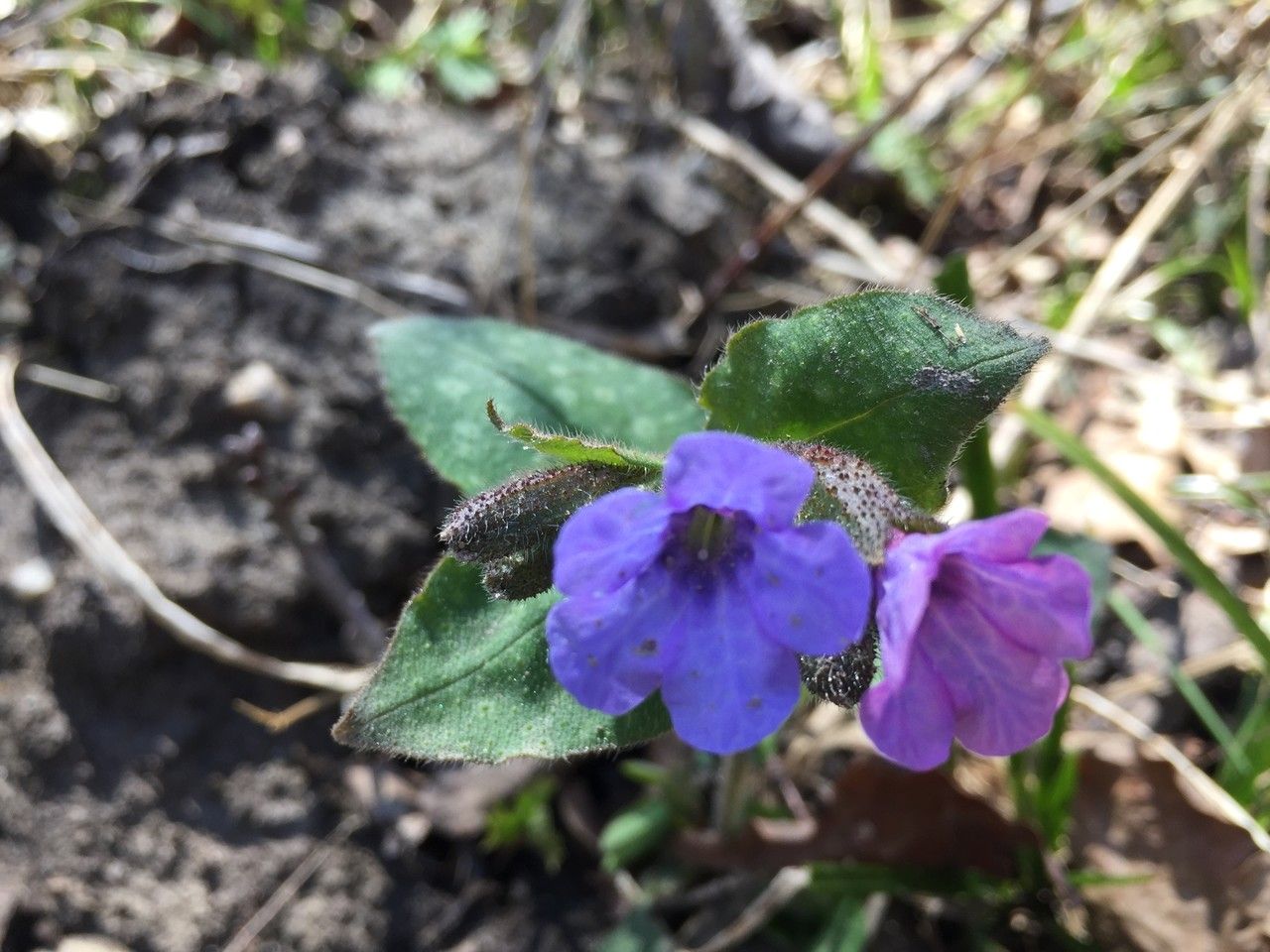 Pulmonaria officinalis flower
