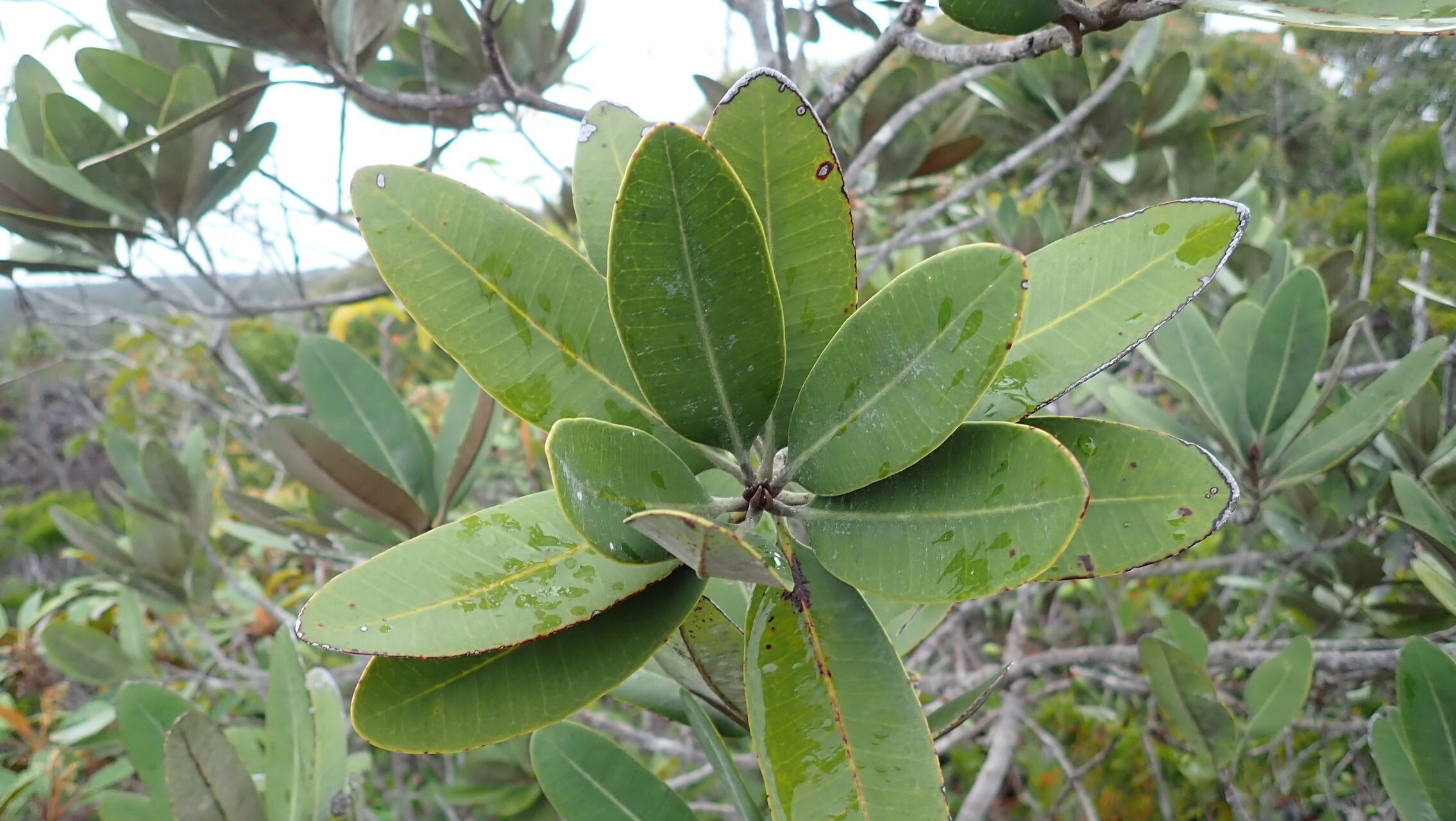 Pycnandra decandra — houseplant care guide