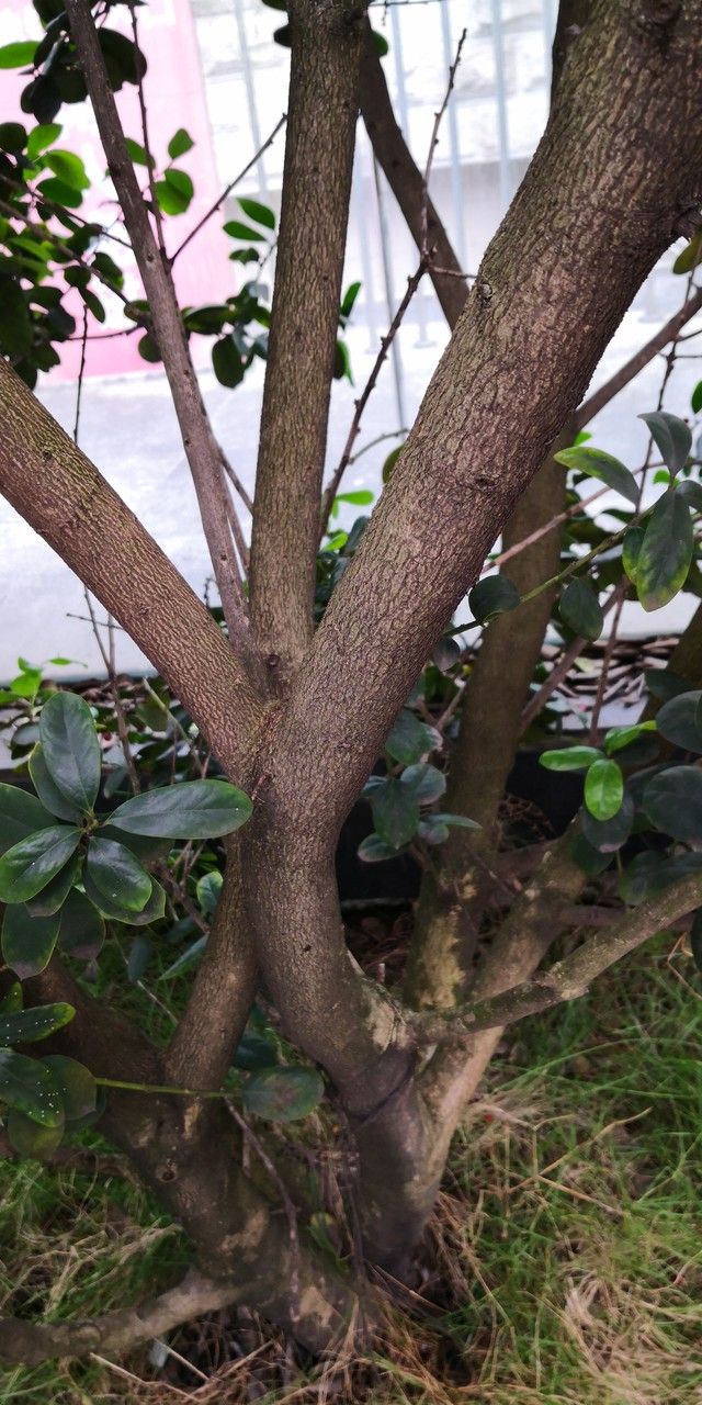 Ilex hylonoma bark