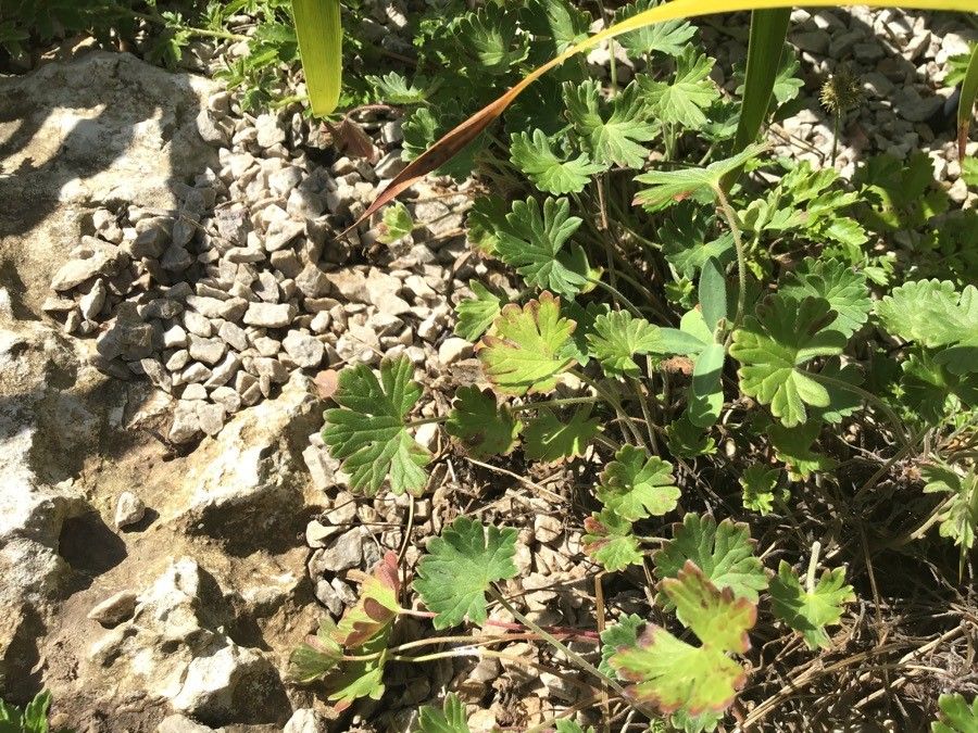 Geranium subcaulescens — search result for 'Geraniaceae'