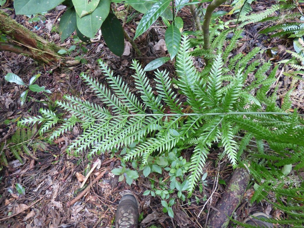 Pteris scabra — search result for 'Pteris'