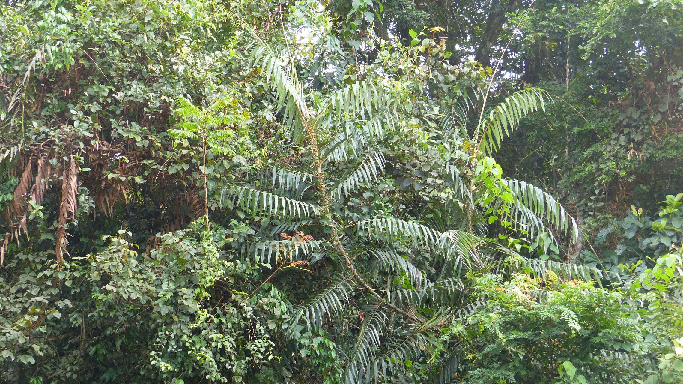 Laccosperma acutiflorum — houseplant care guide