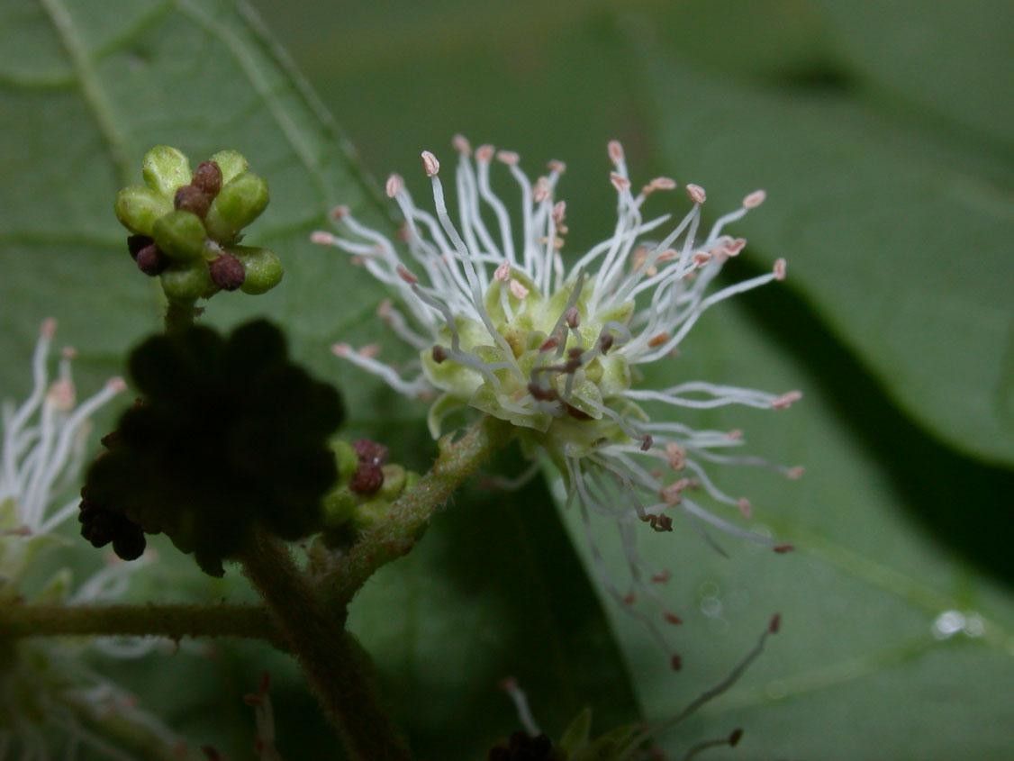 Mimosa watsonii flower