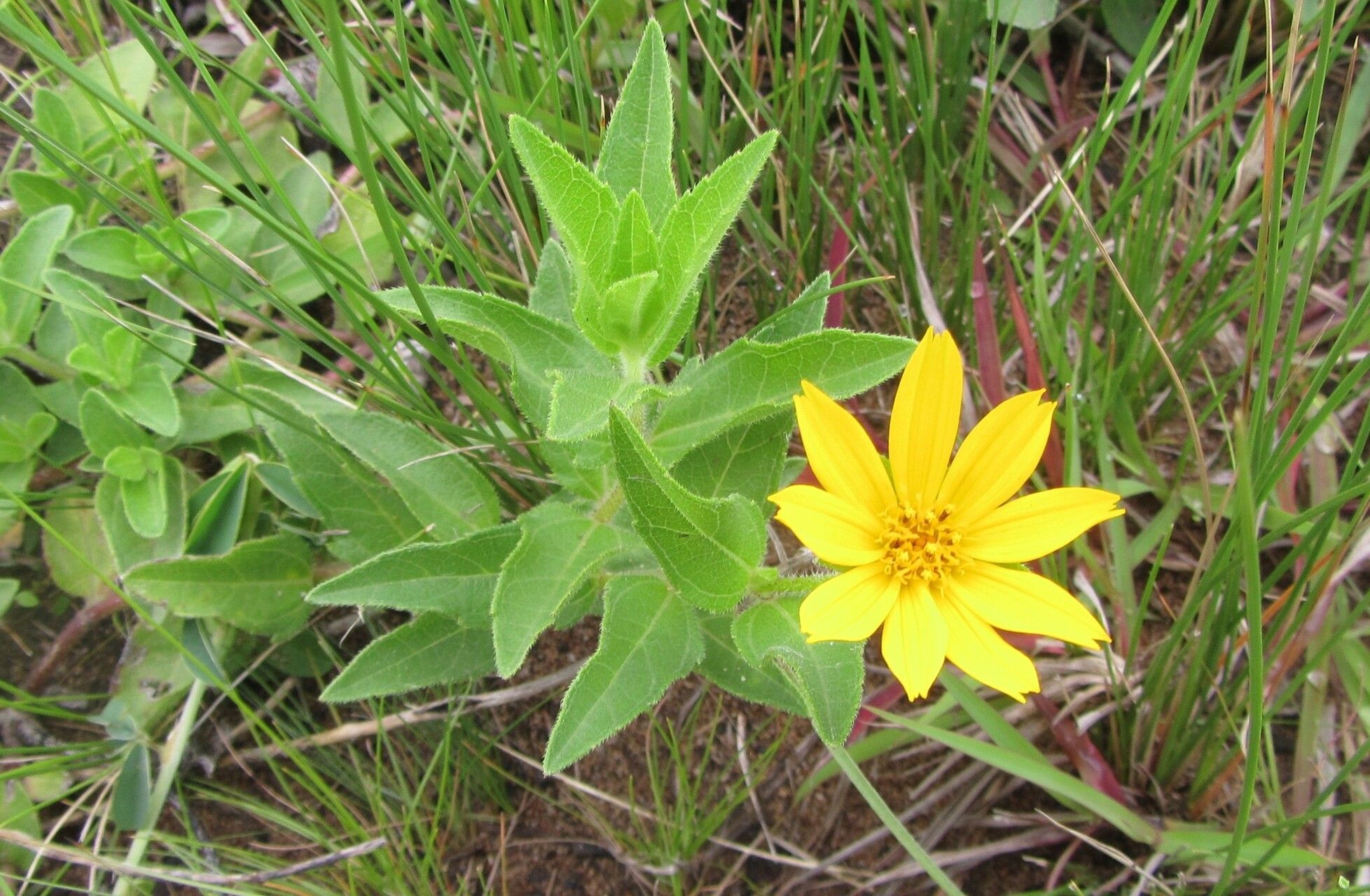 Aspilia natalensis — search result for 'Aspilia'