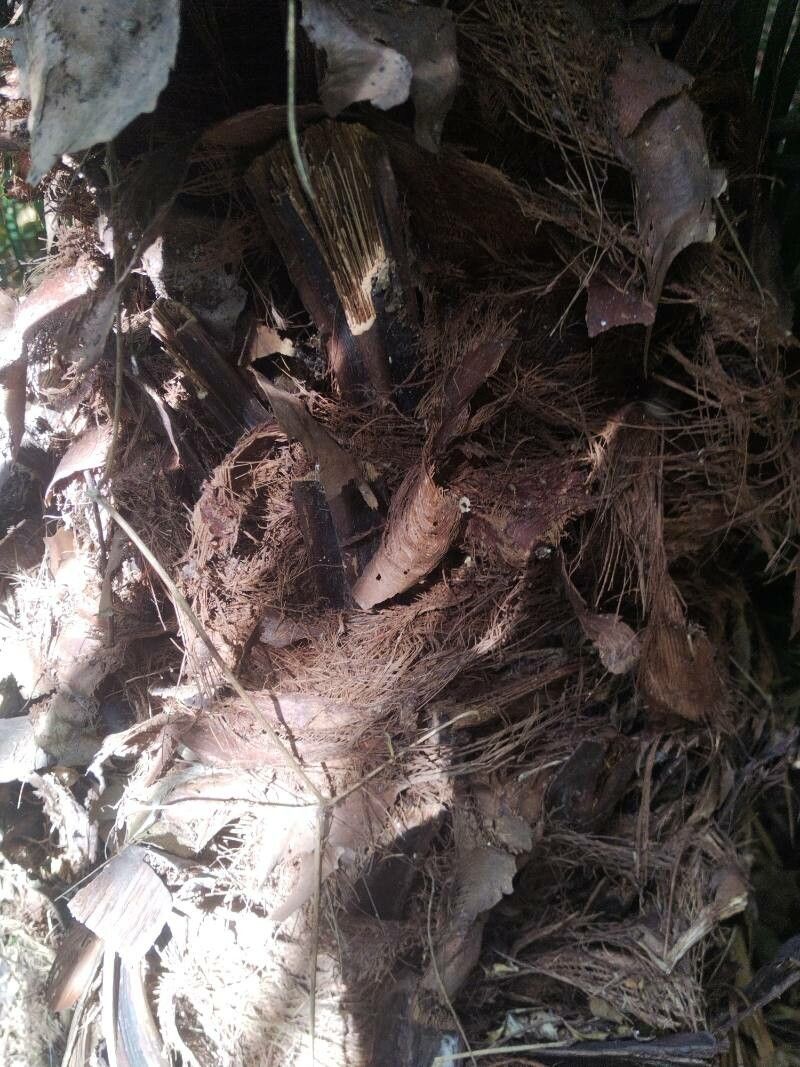 Brahea salvadorensis bark