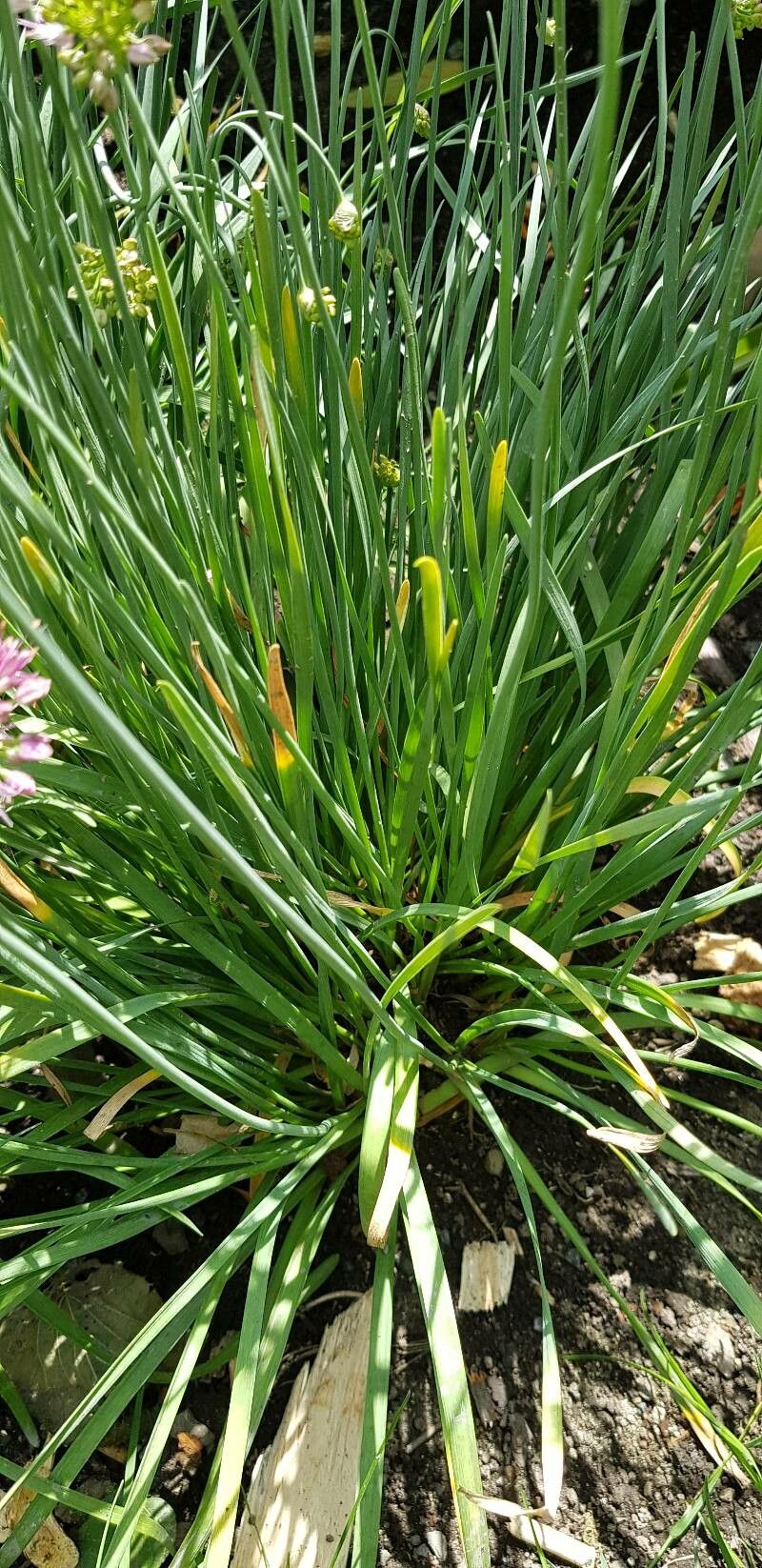 Allium kermesinum — houseplant care guide