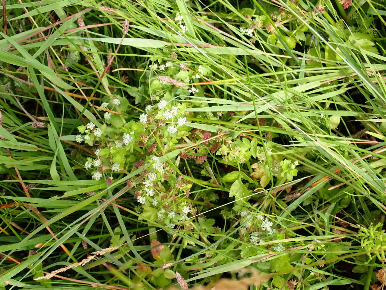 Helosciadium repens habit