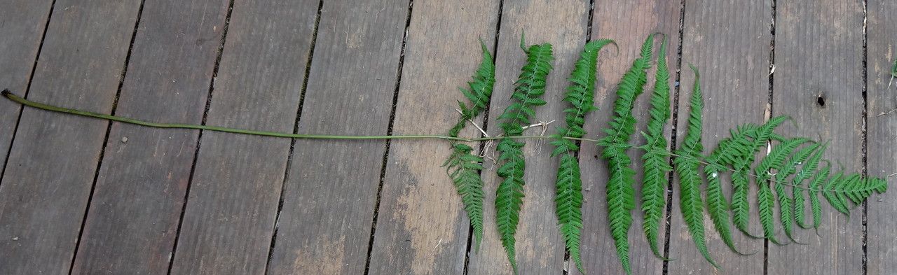 Lastreopsis vieillardii leaf