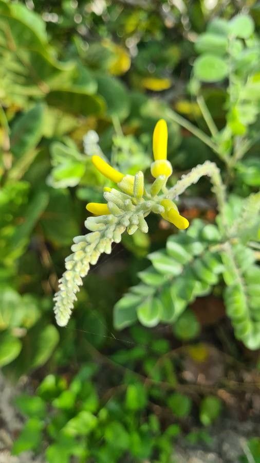 Sophora tomentosa flower