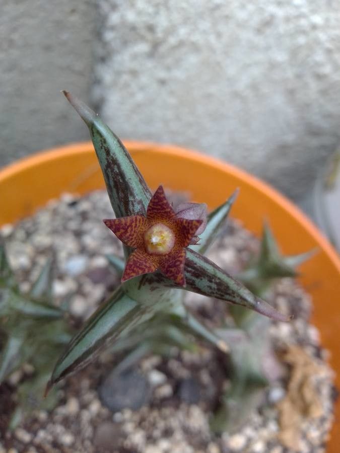 Orbea schweinfurthii flower