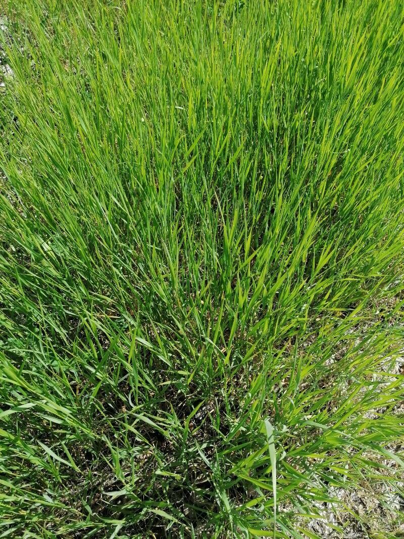 Elymus pungens leaf