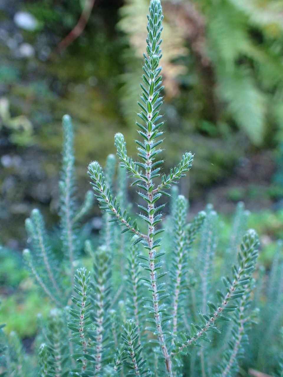 Phyllodoce empetriformis habit