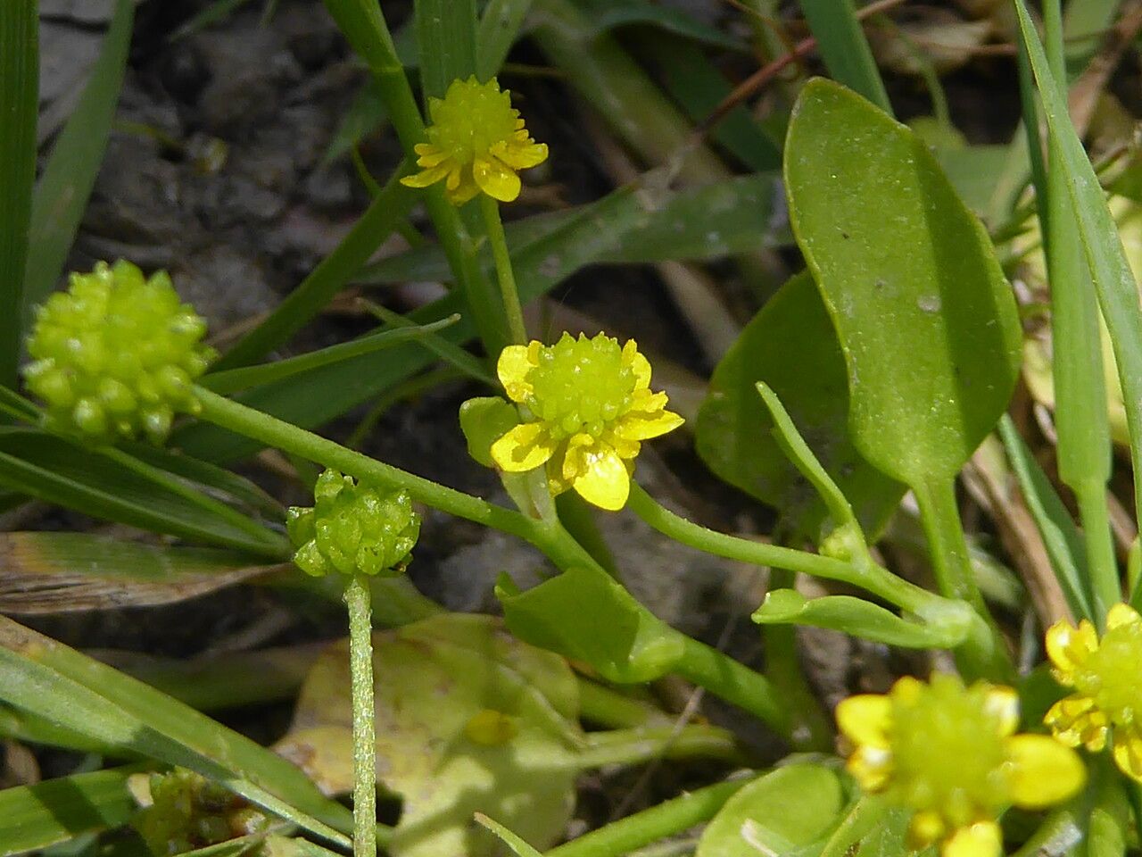 Ranunculus ophioglossifolius flower