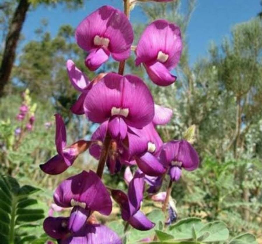 Swainsona maccullochiana flower