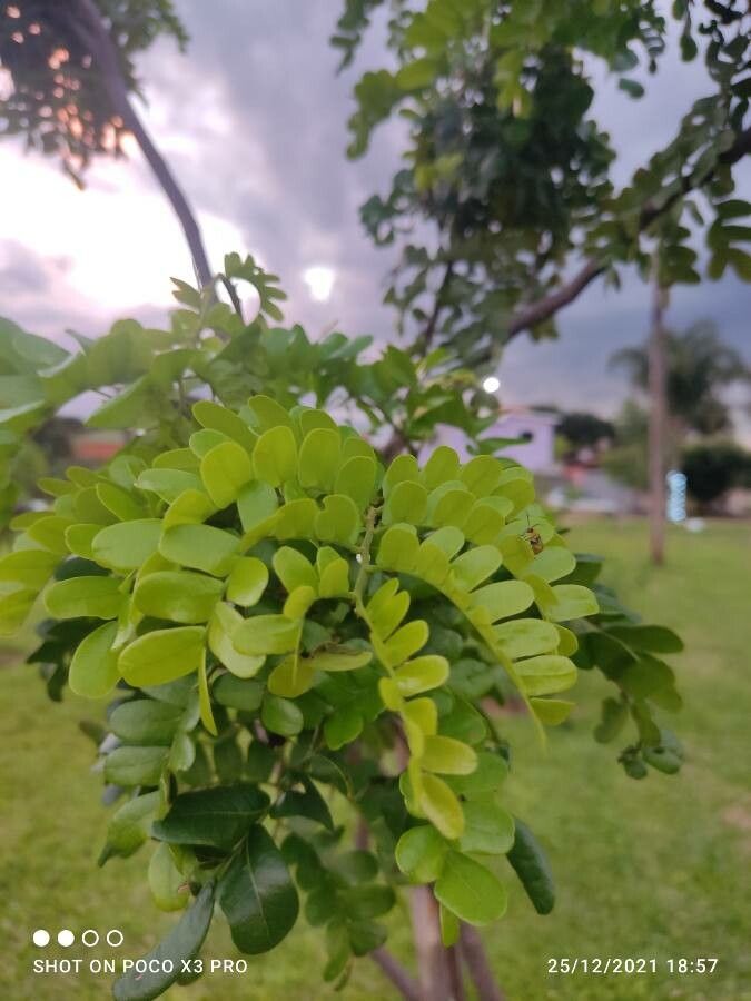 Caesalpinia echinata leaf