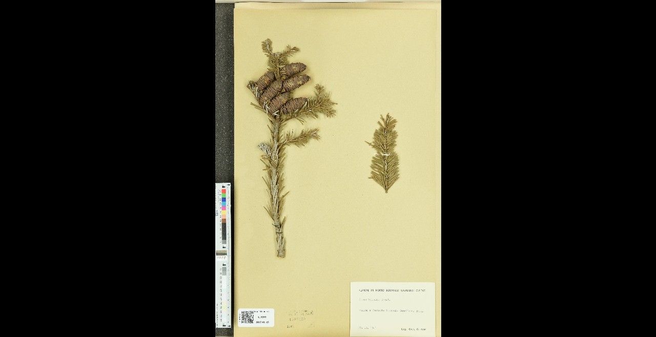 Abies veitchii other