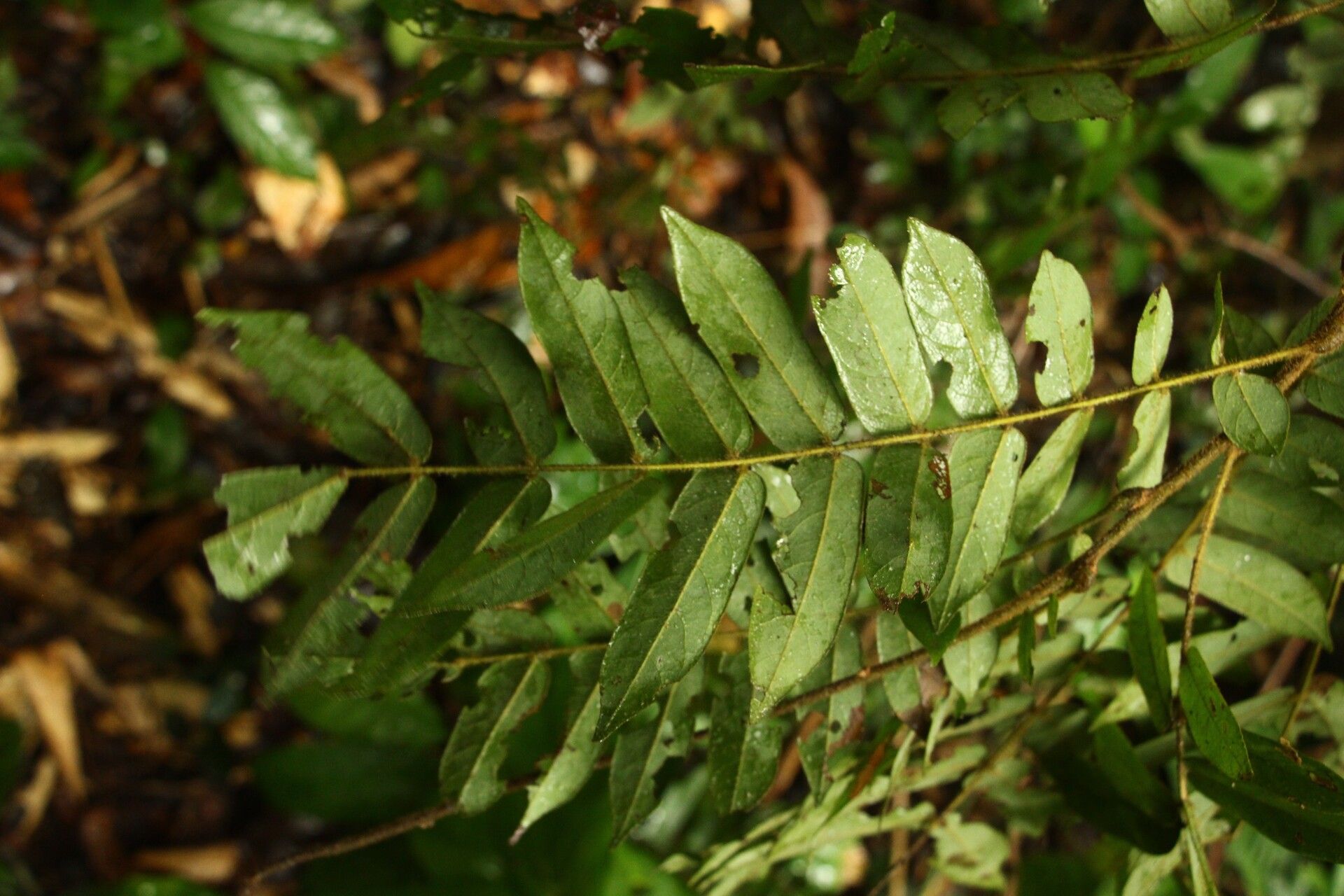 Cnestis corniculata leaf