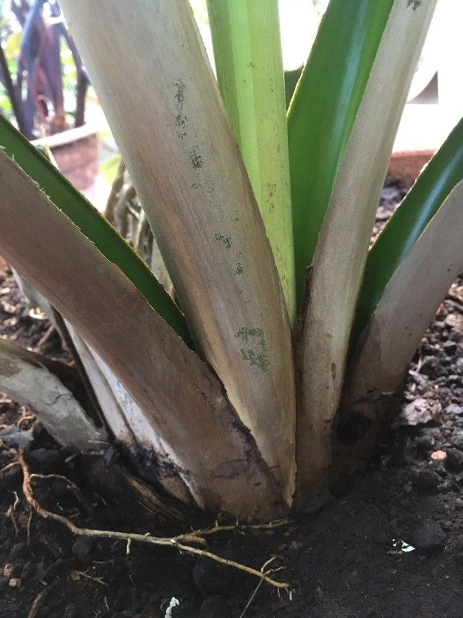 Tahina spectabilis leaf