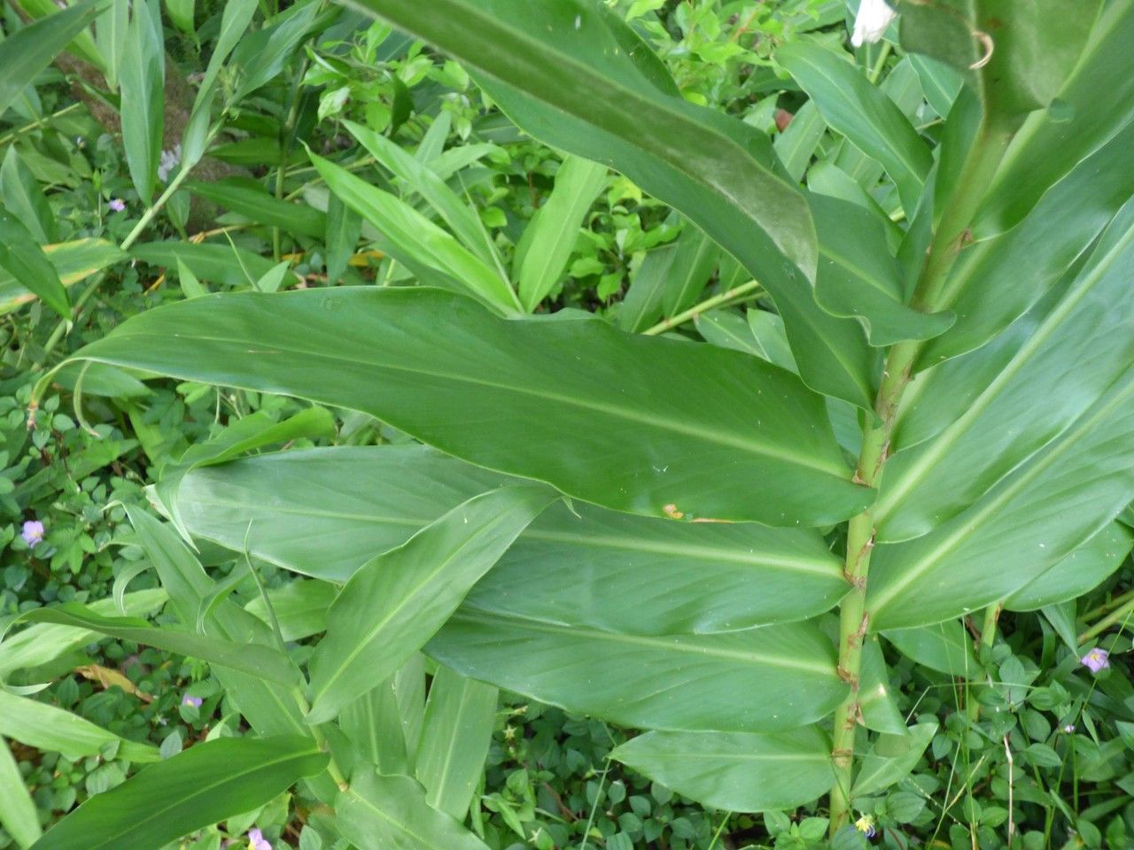 Hedychium coronarium leaf