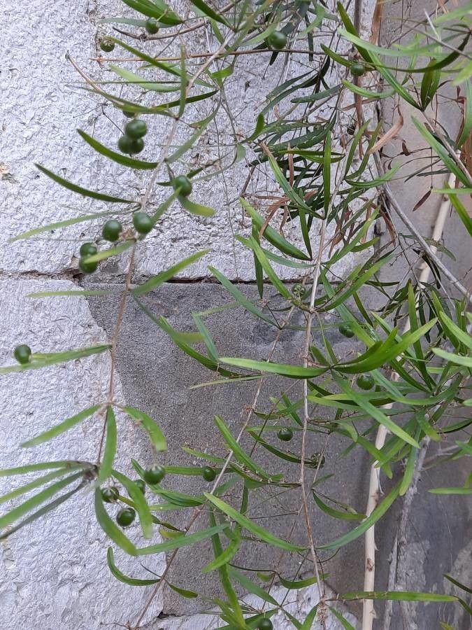 Asparagus falcatus fruit
