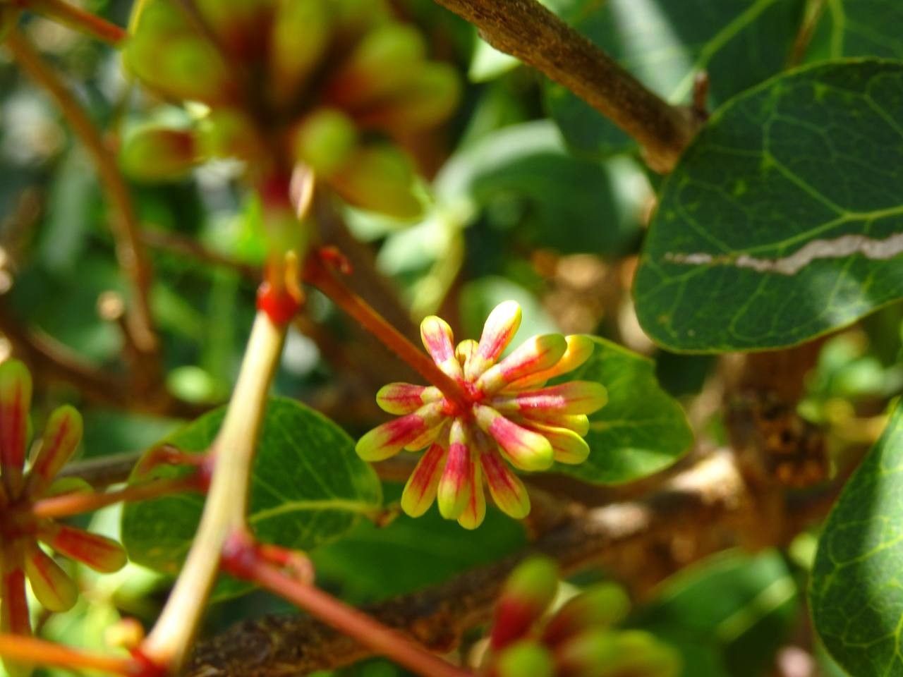 Pithecellobium unguis-cati flower